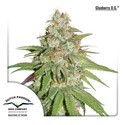 Glueberry OG (Dutch Passion) Feminiserede