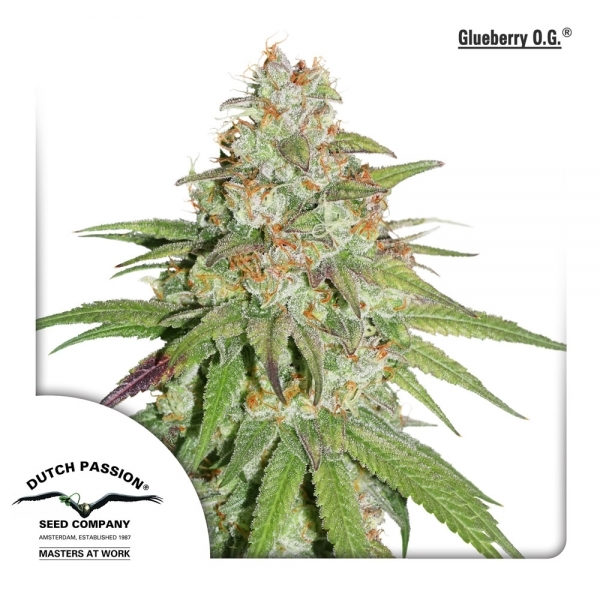 Glueberry OG (Dutch Passion) Feminiserede