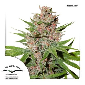 Passion Fruit (Dutch Passion) feminiserede cannabisfr&oslash;