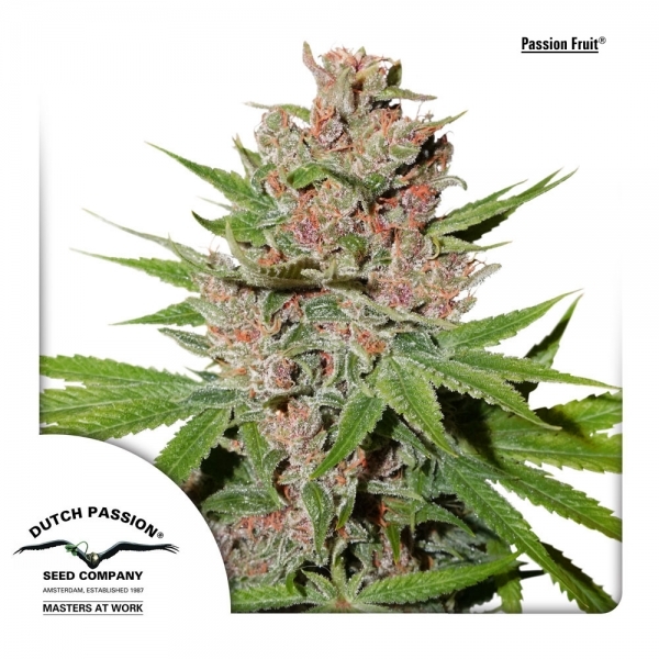 Passion Fruit (Dutch Passion) Feminiserede