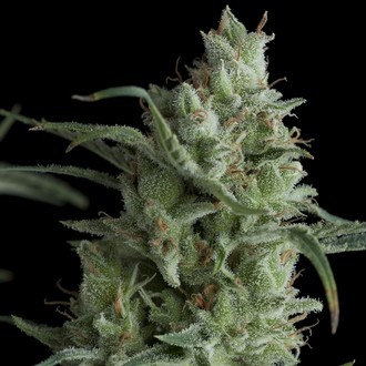 Auto Kryptonite (Pyramid Seeds) Feminiserede