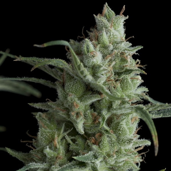 Auto Kryptonite (Pyramid Seeds) Feminiserede
