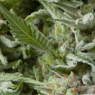 Auto Alpujarre&ntilde;a (Pyramid Seeds) feminiserede cannabisfr&oslash;