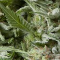 Auto Alpujarreña (Pyramid Seeds) Feminiserede