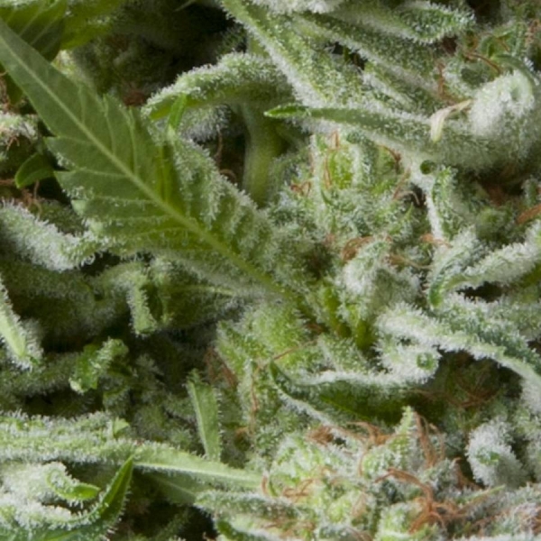 Auto Alpujarreña (Pyramid Seeds) Feminiserede