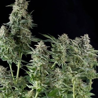 Northern Lights (Pyramid Seeds) feminiserede