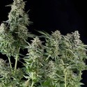 Northern Lights (Pyramid Seeds) Feminiserede
