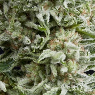 Auto Amnesia Gold (Pyramid Seeds) feminiserede cannabisfr&oslash;