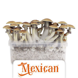Zamnesia Classic grow kit 'Mexican'