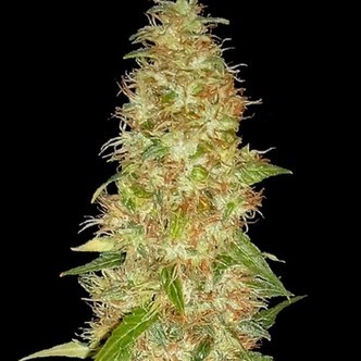Moon Walker Kush (Spliff Seeds) feminiserede cannabisfr&oslash;