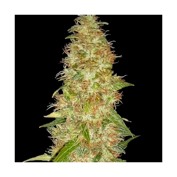 Moon Walker Kush (Spliff Seeds) Feminiserede