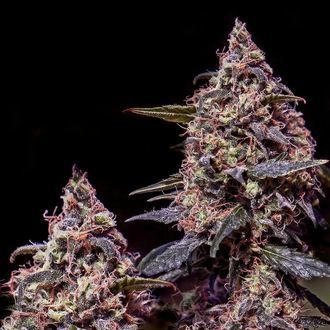 Somango 47 (Positronics) Feminiserede