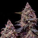 Somango 47 (Positronics) Feminiserede