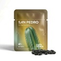San Pedro (Echinopsis pachanoi) 20 frø