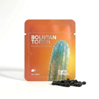 Boliviansk fakkel (Echinopsis lageniformis) &ndash; 20 fr&oslash;