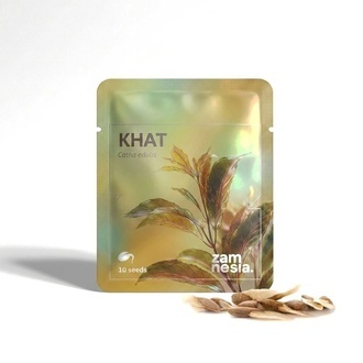 Khat (Catha edulis) 10 fr&oslash;