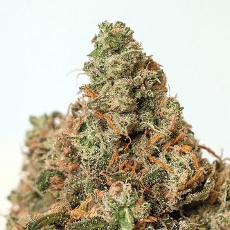 Super Cheese (Positronics) feminiserede cannabisfr&oslash;