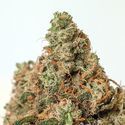Supercheese (Positronics) Feminiserede