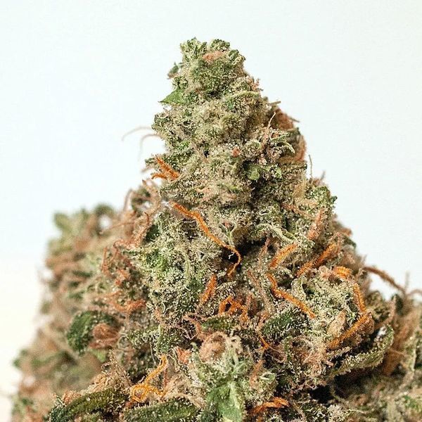 Supercheese (Positronics) Feminiserede