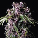 Purple (Pyramid Seeds) Feminiserede