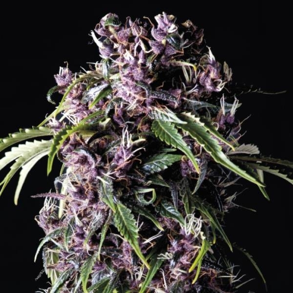 Purple (Pyramid Seeds) Feminiserede
