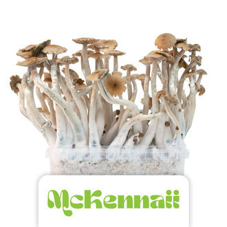 Zamnesia Classic grow kit 'McKennaii'