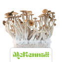 Zamnesia Classic grow kit 'McKennaii'
