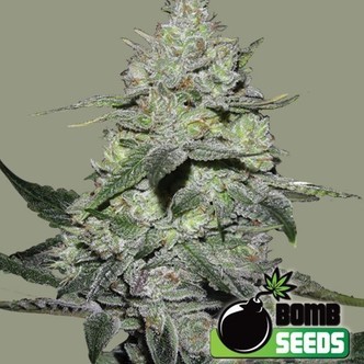 Gorilla Bomb (Bomb Seeds) feminiserede cannabisfr&oslash;