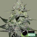 Gorilla Bomb (Bomb Seeds) Feminiserede