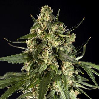Lemon Auto CBD (Philosopher Seeds) feminiserede