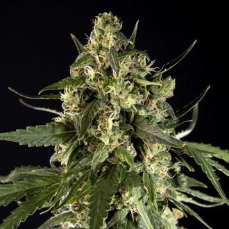Lemon Auto CBD (Philosopher Seeds) Feminiserede