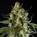 Lemon Auto CBD (Philosopher Seeds) Feminiserede