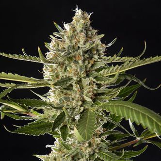 Lemon OG Candy (Philosopher Seeds) feminiserede cannabisfr&oslash;