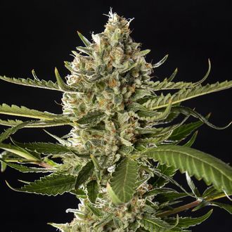 Lemon OG Candy (Philosopher Seeds) Feminiserede