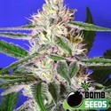 Edam Bomb (Bomb Seeds) Feminiserede