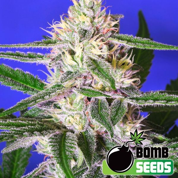 Edam Bomb (Bomb Seeds) Feminiserede