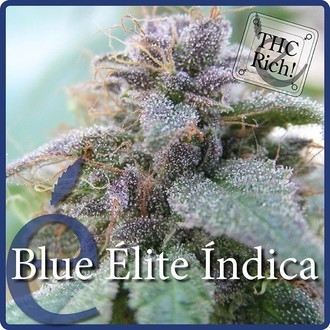Blue Elite Indica (Elite Seeds) Feminiserede