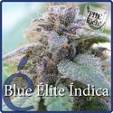 Blue Elite Indica (Elite Seeds) Feminiserede