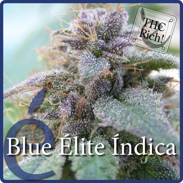 Blue Elite Indica (Elite Seeds) Feminiserede