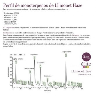 Llimonet Haze Classic THC (Elite Seeds) Feminiserede