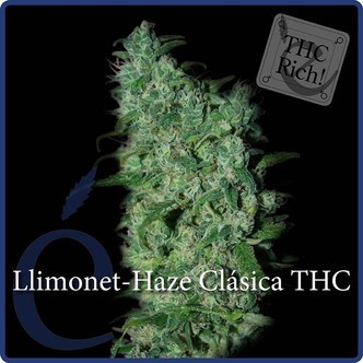 Llimonet Haze Classic THC (Elite Seeds) feminiserede cannabisfr&oslash;