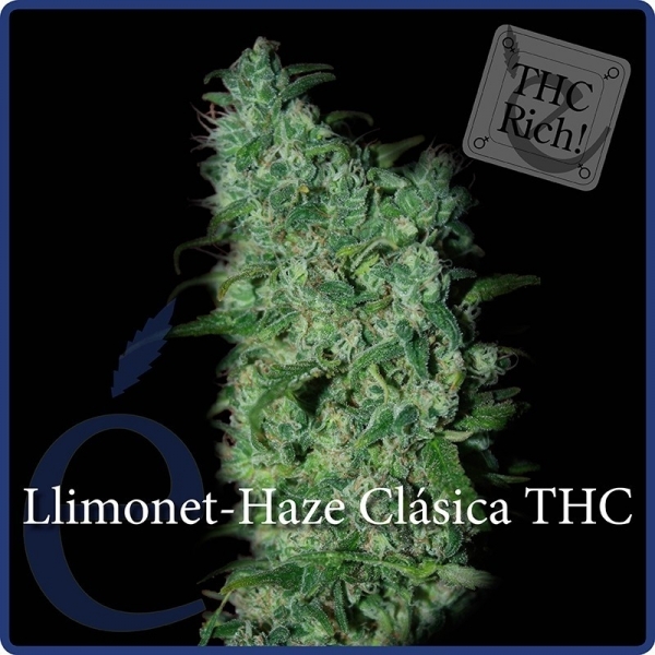Llimonet Haze Classic THC (Elite Seeds) Feminiserede