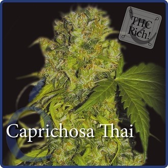 Caprichosa Thai (Elite Seeds) Feminiserede