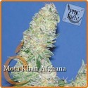Mota Khan Afghana (Elite Seeds) Feminiserede