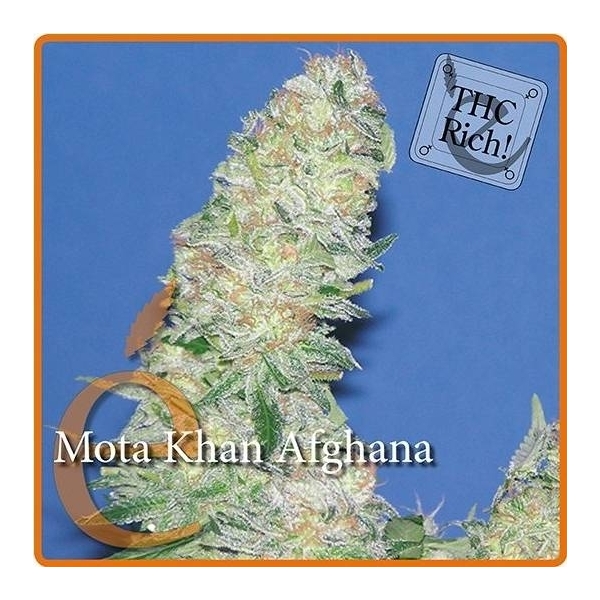 Mota Khan Afghana (Elite Seeds) Feminiserede