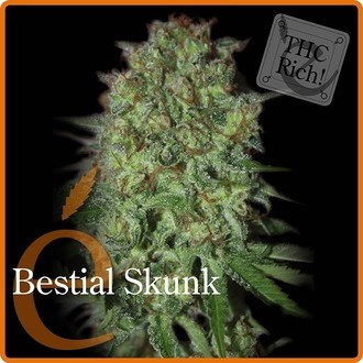 Bestial Skunk (Elite Seeds) Feminiserede