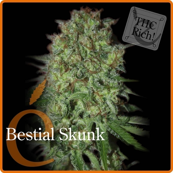 Bestial Skunk (Elite Seeds) Feminiserede