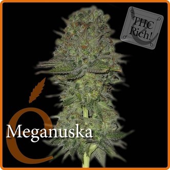 Meganuska (Elite Seeds) feminiserede cannabisfr&oslash;