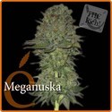 Meganuska (Elite Seeds) Feminiserede