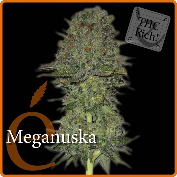 Meganuska (Elite Seeds) Feminiserede